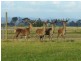 204 Luckmans Road, Boisdale VIC 3860