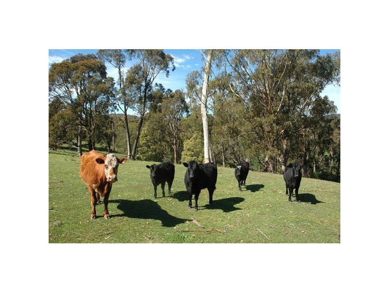 230 Traralgon – Balook Road, Traralgon South VIC 3844