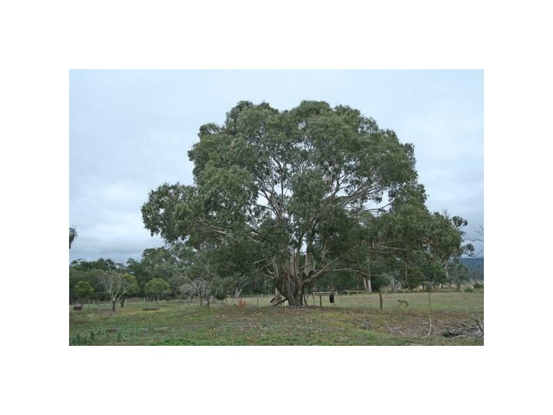 29 King Street, Toongabbie VIC 3856