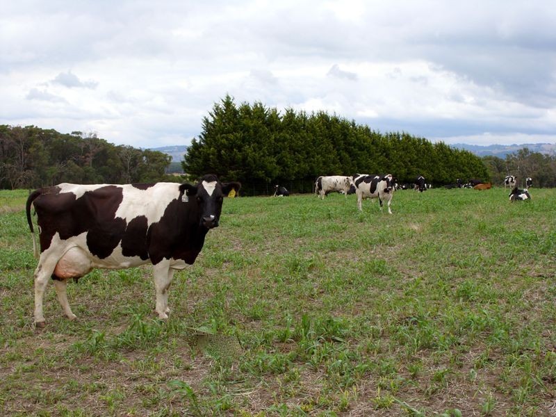 Brookers Road, Shady Creek VIC 3821