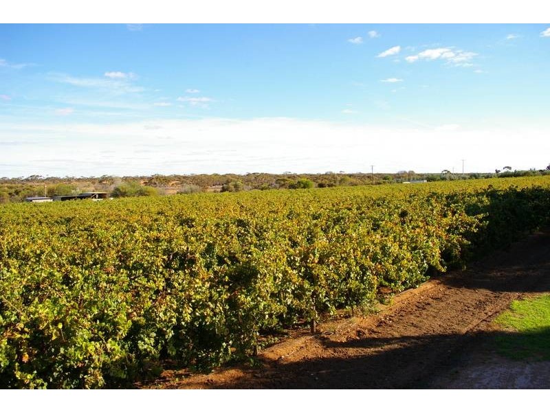 261 Red Cliffs Meringur Road, Red Cliffs VIC 3496