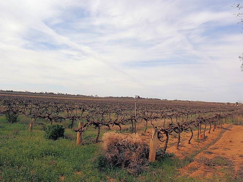 41 Sheoak Avenue, Mildura VIC 3500