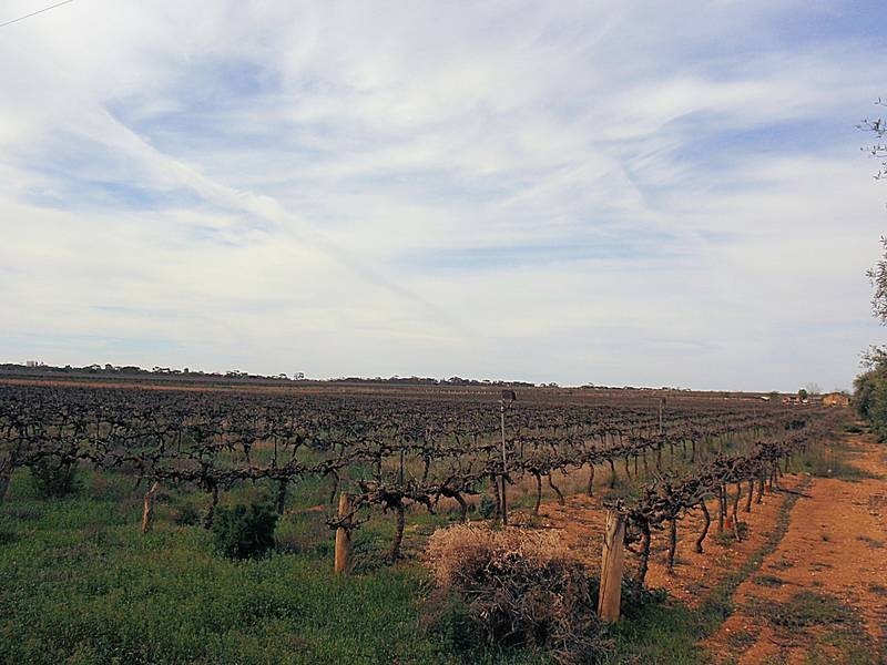 41 Sheoak Avenue, Mildura VIC 3500