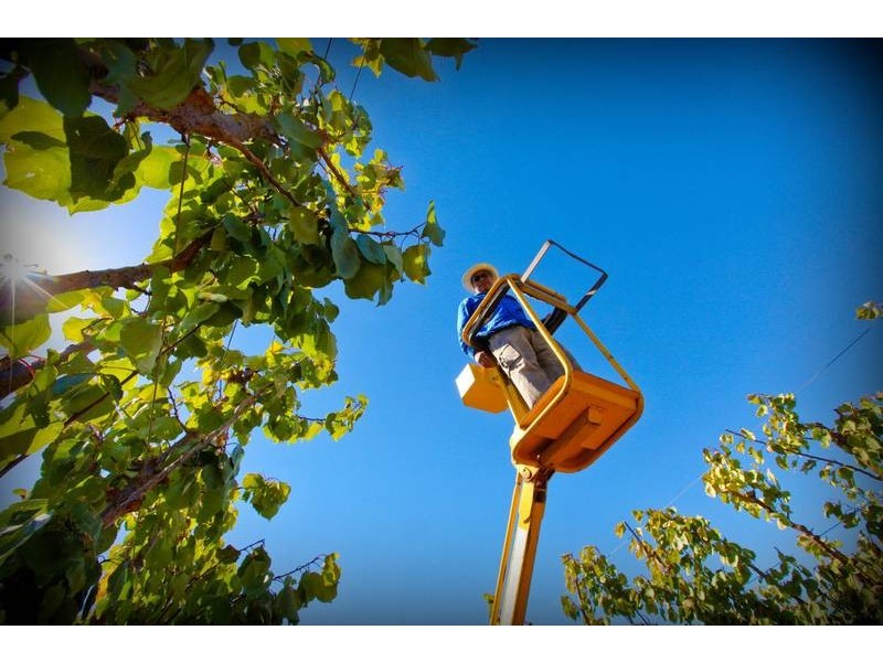 00 Tandou Orchards, Menindee NSW 2879