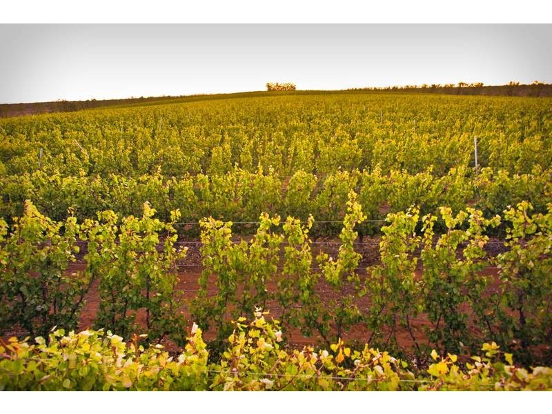 00 Tandou Orchards, Menindee NSW 2879