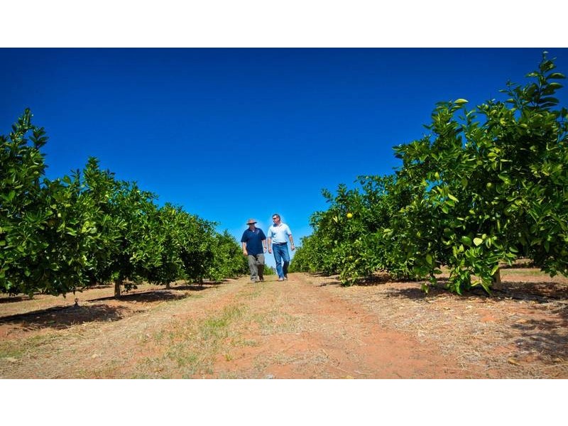 00 Tandou Orchards, Menindee NSW 2879