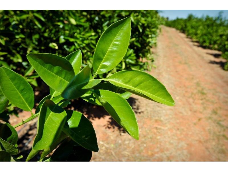 00 Tandou Orchards, Menindee NSW 2879