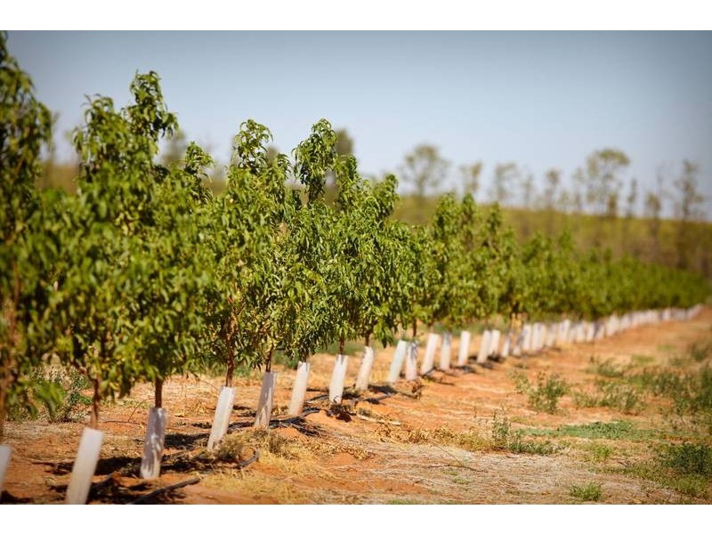 00 Tandou Orchards, Menindee NSW 2879