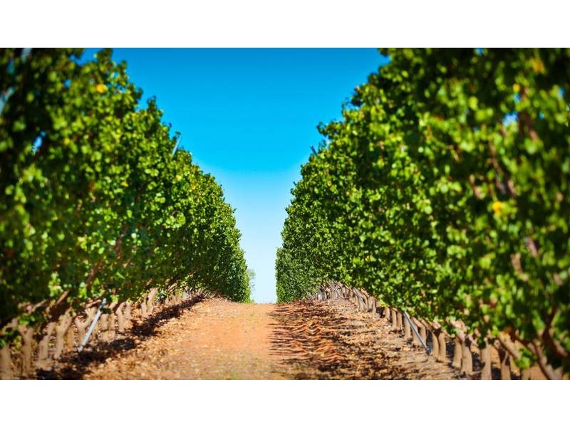 00 Tandou Orchards, Menindee NSW 2879