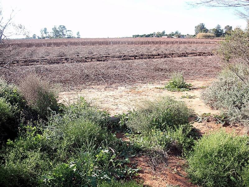 Lot 1 Twenty Second Street, Irymple VIC 3498