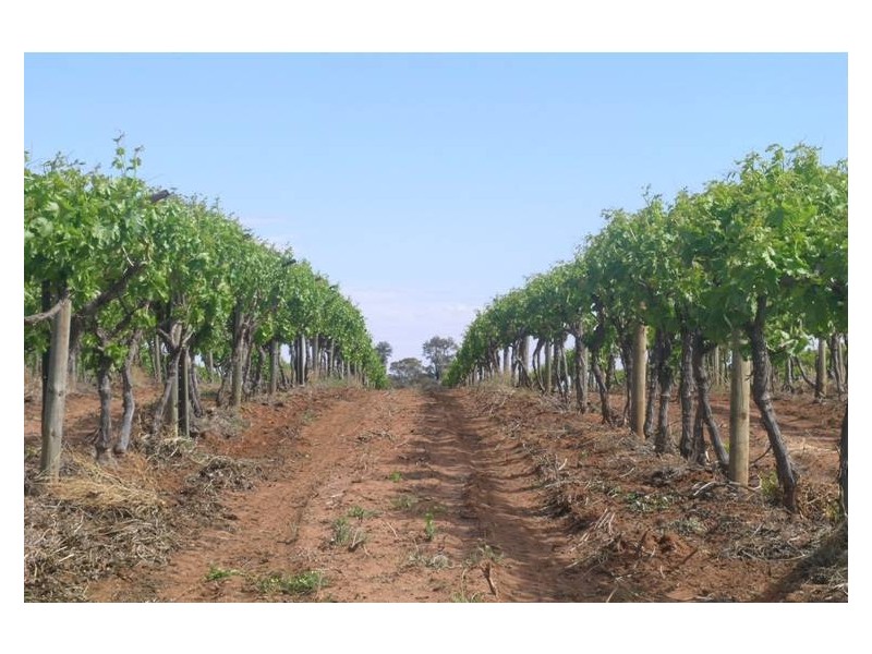 3090a Murray Valley Highway, Robinvale VIC 3549