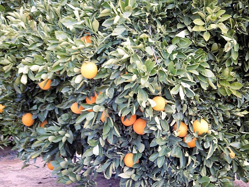 Lots 2&3 Kulkyne Way, Nangiloc VIC 3494