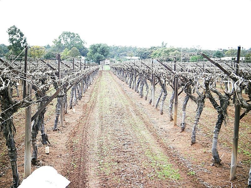 295 Latje Road, Robinvale VIC 3549