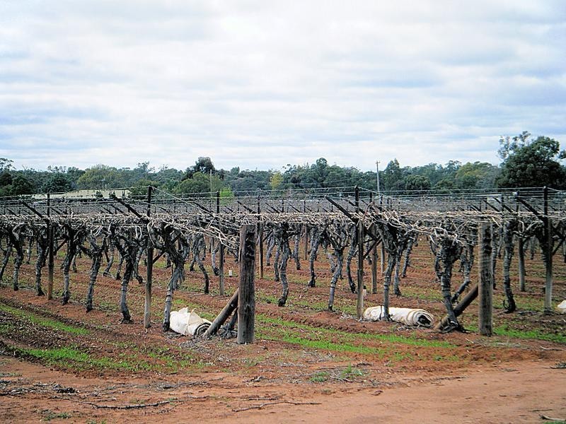 295 Latje Road, Robinvale VIC 3549