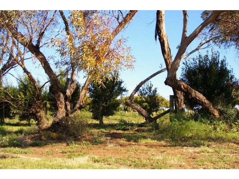 Lot 952b Kookaburra Drive, Dareton NSW 2717