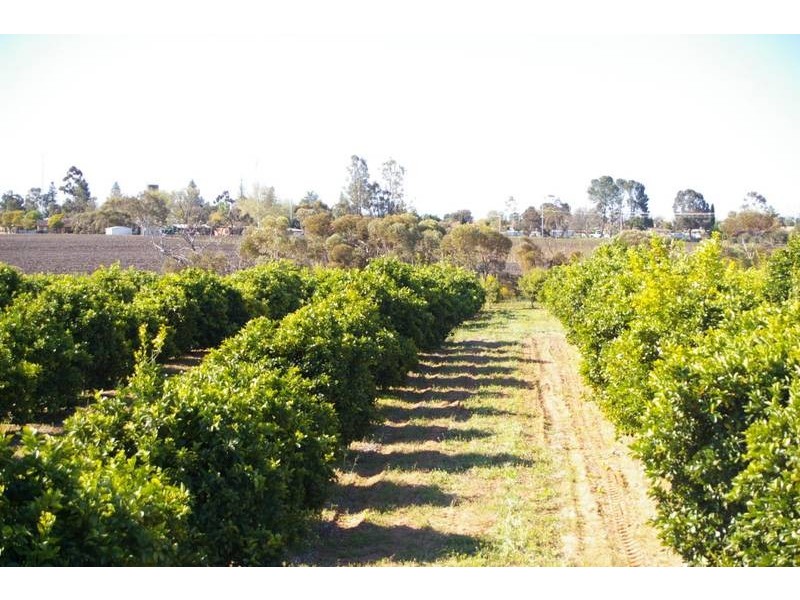 Lot 952b Kookaburra Drive, Dareton NSW 2717