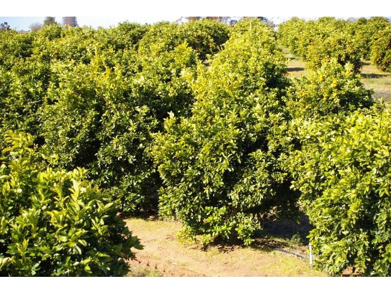 Lot 952b Kookaburra Drive, Dareton NSW 2717