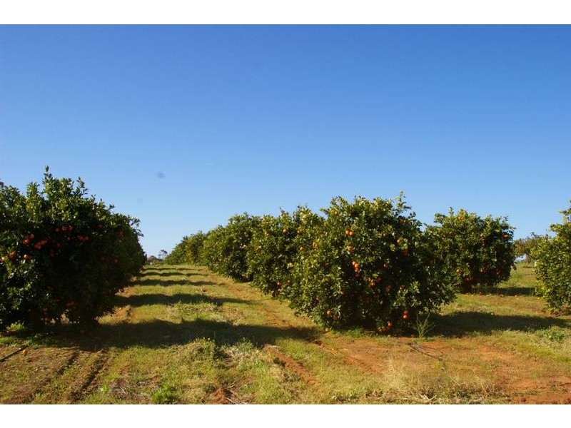 Lot 952b Kookaburra Drive, Dareton NSW 2717