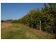 Lot 952b Kookaburra Drive, Dareton NSW 2717
