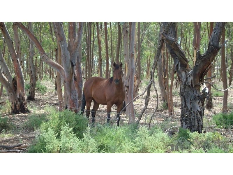 3550 San Mateo Avenue, Mildura VIC 3500