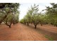 255 Dumosa St, Red Cliffs VIC 3496