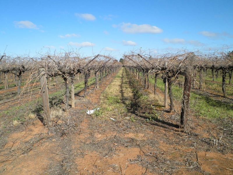 Fourteenth Street between Dewry Avenue & Cureton Avenue, Irymple VIC 3498