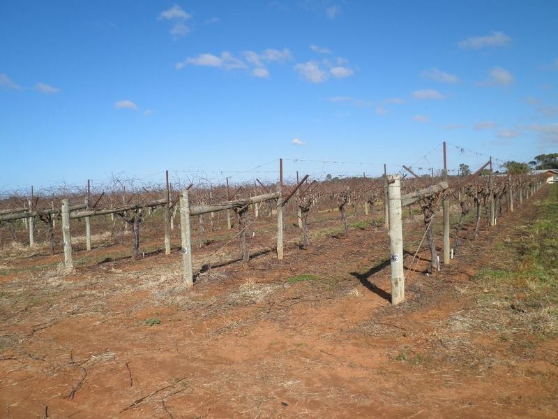 Fourteenth Street between Dewry Avenue & Cureton Avenue, Irymple VIC 3498