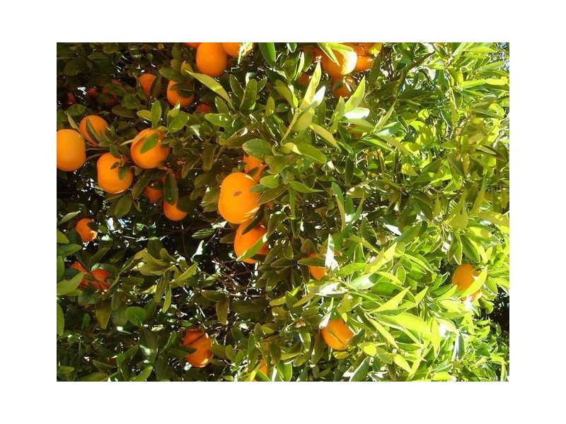 Lot 6,  Kulkyne Way, Red Cliffs VIC 3496