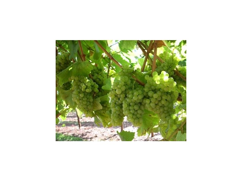 Lot 6,  Kulkyne Way, Red Cliffs VIC 3496