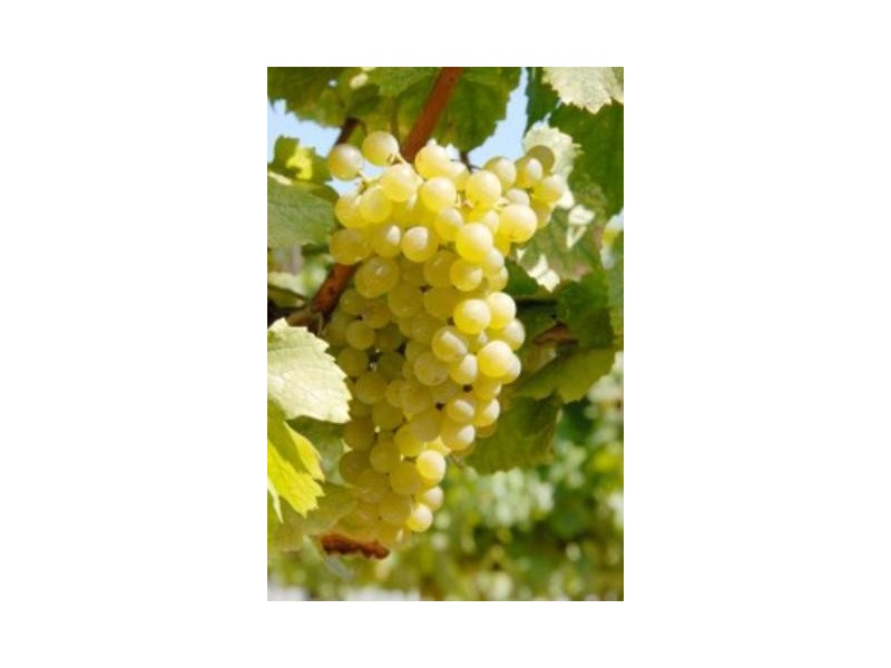 Lot 12a,  Kulkyne Way, Red Cliffs VIC 3496