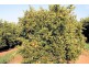 Lot 2, Hewett Road, Colignan VIC 3494