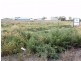 4 Dawn Avenue, Gol Gol NSW 2738