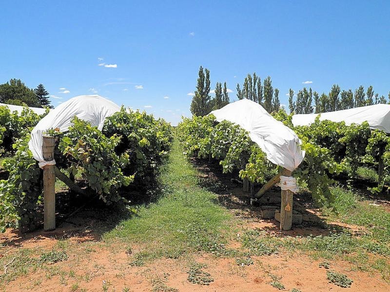 302 Irymple Avenue, Nichols Point VIC 3501