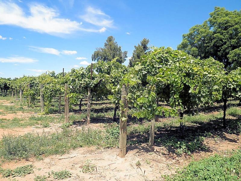 302 Irymple Avenue, Nichols Point VIC 3501