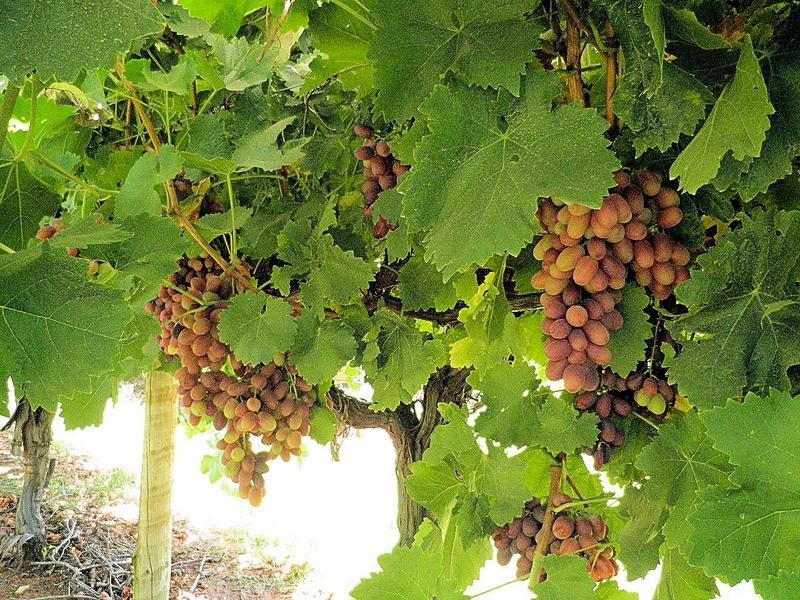 302 Irymple Avenue, Nichols Point VIC 3501