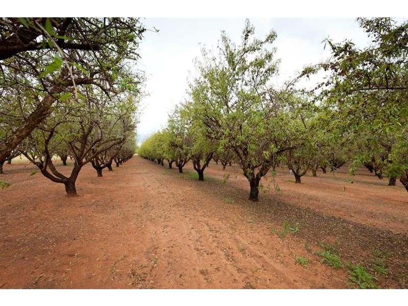 255 Dumosa Street, Red Cliffs VIC 3496