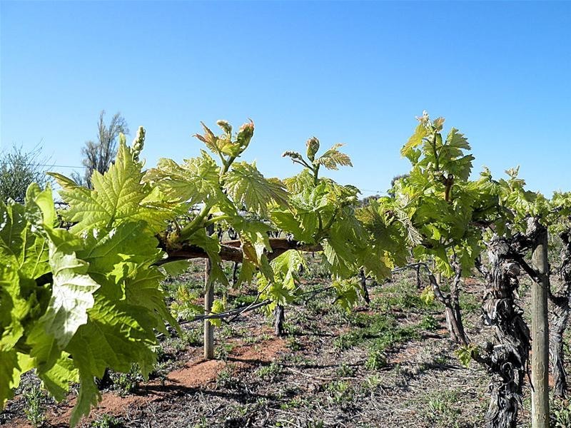 303 Millewa Road, Red Cliffs VIC 3496