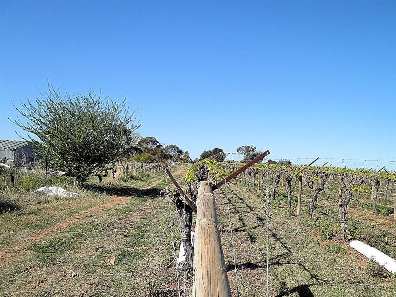 303 Millewa Road, Red Cliffs VIC 3496