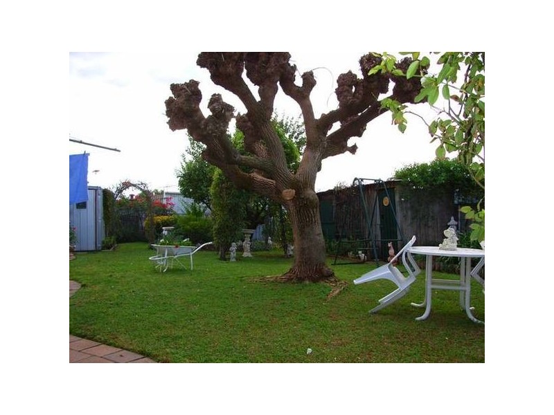 16 Avocado Street, Mildura VIC 3500