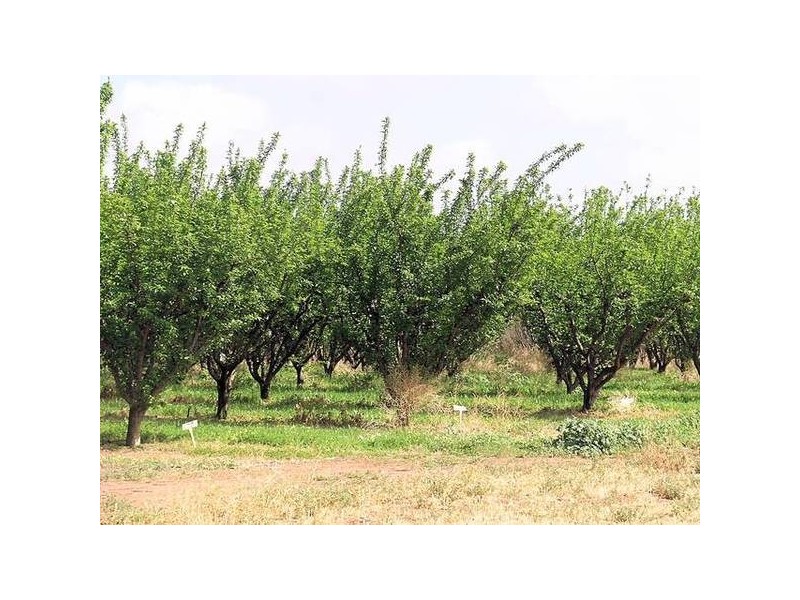 49a Blakes Road, Iraak VIC 3494