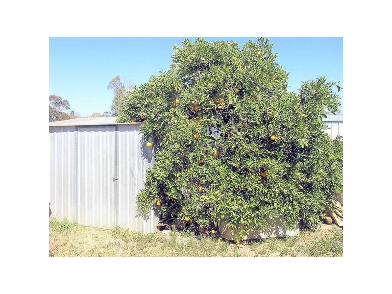 20 Kauri Street, Red Cliffs VIC 3496