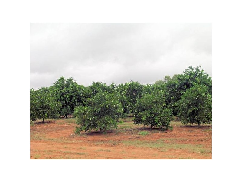 Blk 328 Citrus Road, Dareton NSW 2717