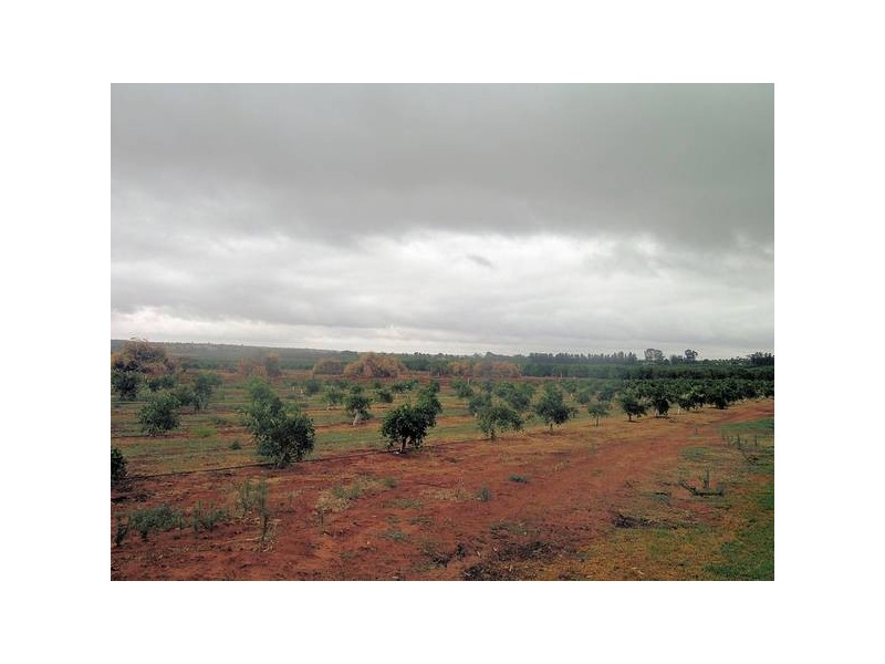 Blk 328 Citrus Road, Dareton NSW 2717