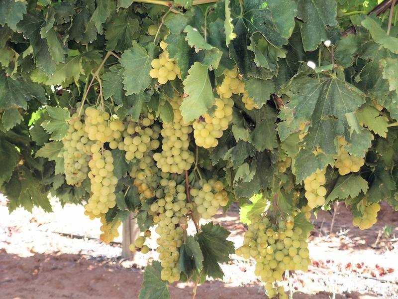 Blk 681 Boomerang Avenue, Cardross VIC 3496