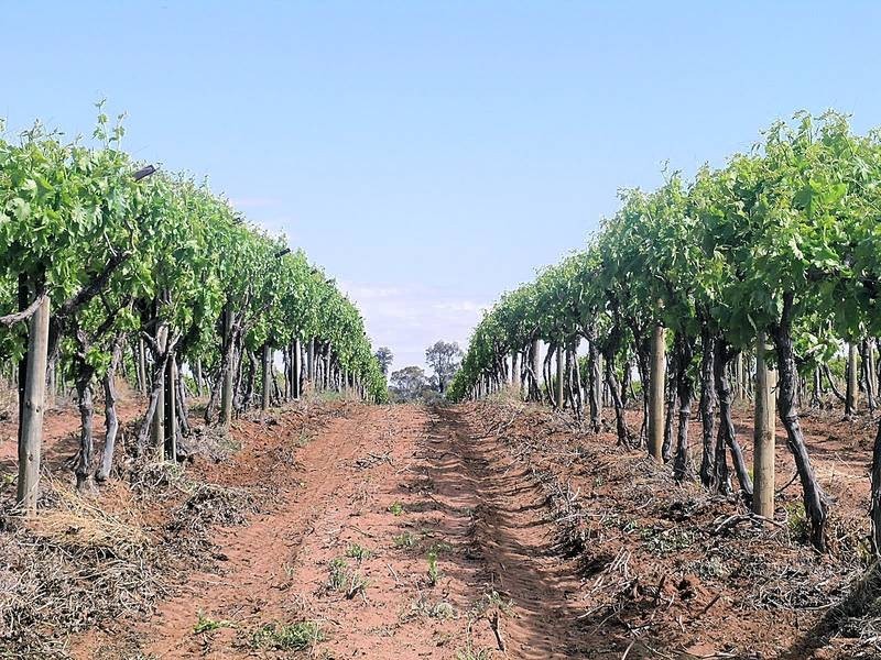 3090A Murray Valley Highway, Robinvale VIC 3549