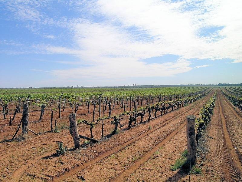 3090A Murray Valley Highway, Robinvale VIC 3549