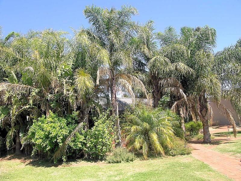 2 Coorong Avenue, Red Cliffs VIC 3496