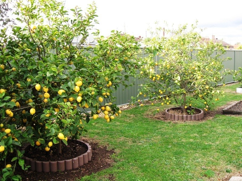 12 Prunus Grove, Doveton VIC 3177