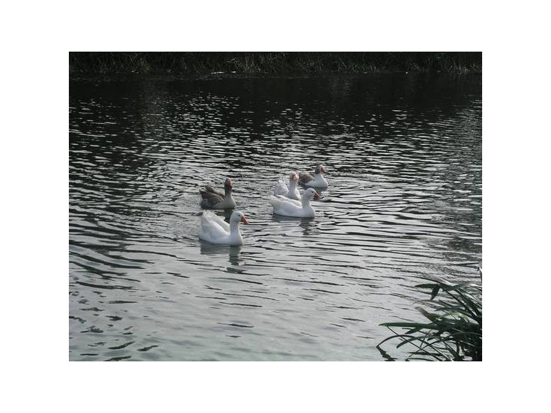 385 Glenview Rise (The Chase), Berwick VIC 3806