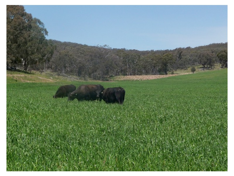 - Gowan Road, Orange NSW 2800